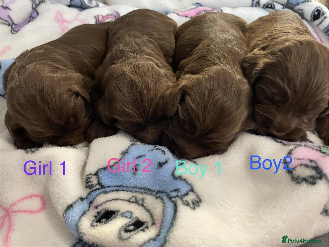 Cockapoo dogs for sale: Beautiful litter of 2 boys 2 girls - Advert 5