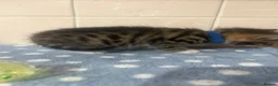 Bengal cats for sale: 🐾Stunning Bengal Kittens ready for Loving Homes🐾 - Advert 15