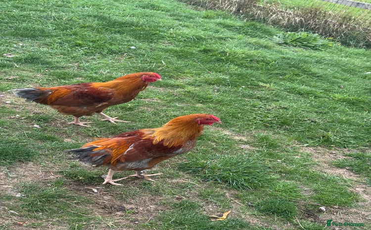 Chickens poultry - Advert 1