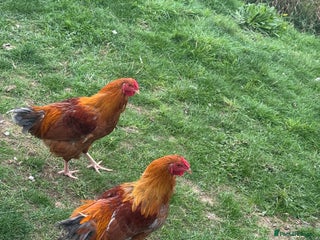 Chickens poultry - Advert 32