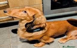 Dachshund dogs for sale: Dachshund for re-homing - Image 3
