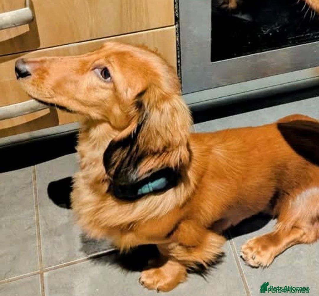 Dachshund dogs for sale: Dachshund for re-homing - Image 3