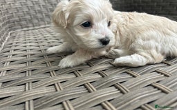 Maltipoo dogs for sale: Champagne and white, extensively health tested - Image 12
