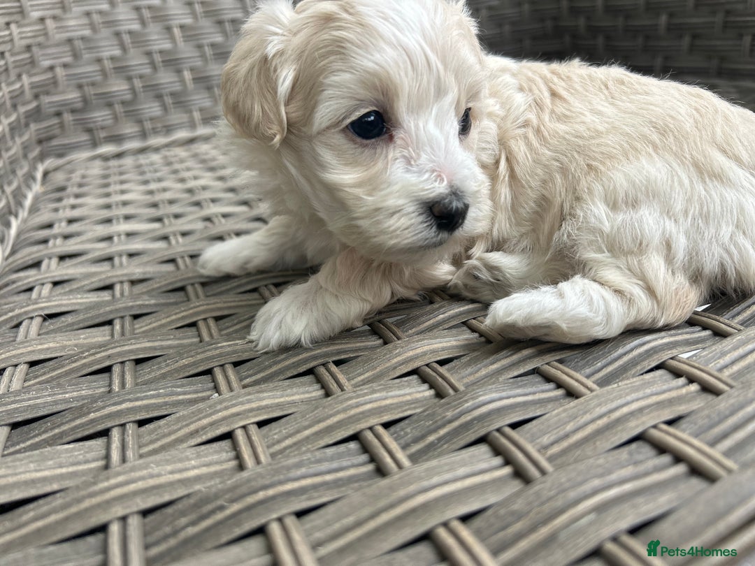 Maltipoo dogs for sale: Champagne and white, extensively health tested - Image 12