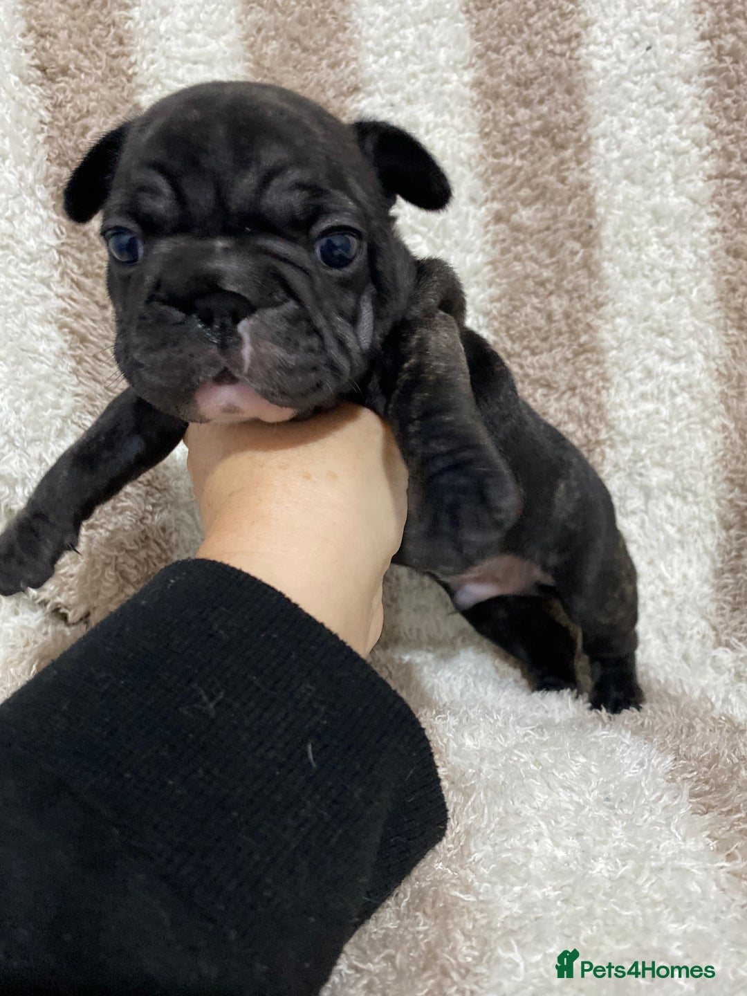 French Bulldog dogs for sale: BEAUTIFUL CHUNKY FRENCHIE PUPS - Advert 7