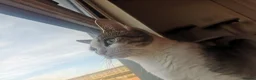 Mixed Breed cats for sale: 2 Beautiful kittens for sale - Advert 10