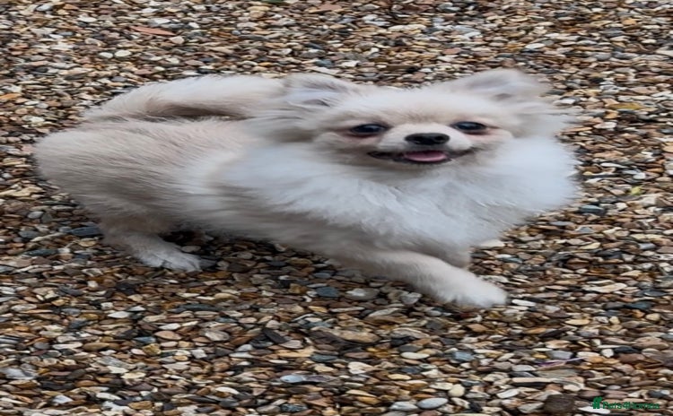 Pomeranian dogs - Advert 2