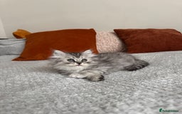 Persian cats for sale: 🐾Fluffy Chinchilla Persian kittens for Sale🐾 - Image 18
