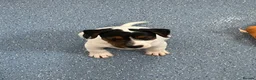 Mixed Breed dogs for sale: 3 male pups  in Pembroke - Advert 12
