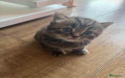 British Longhair cats for sale: British Longhaired mix - Image 5