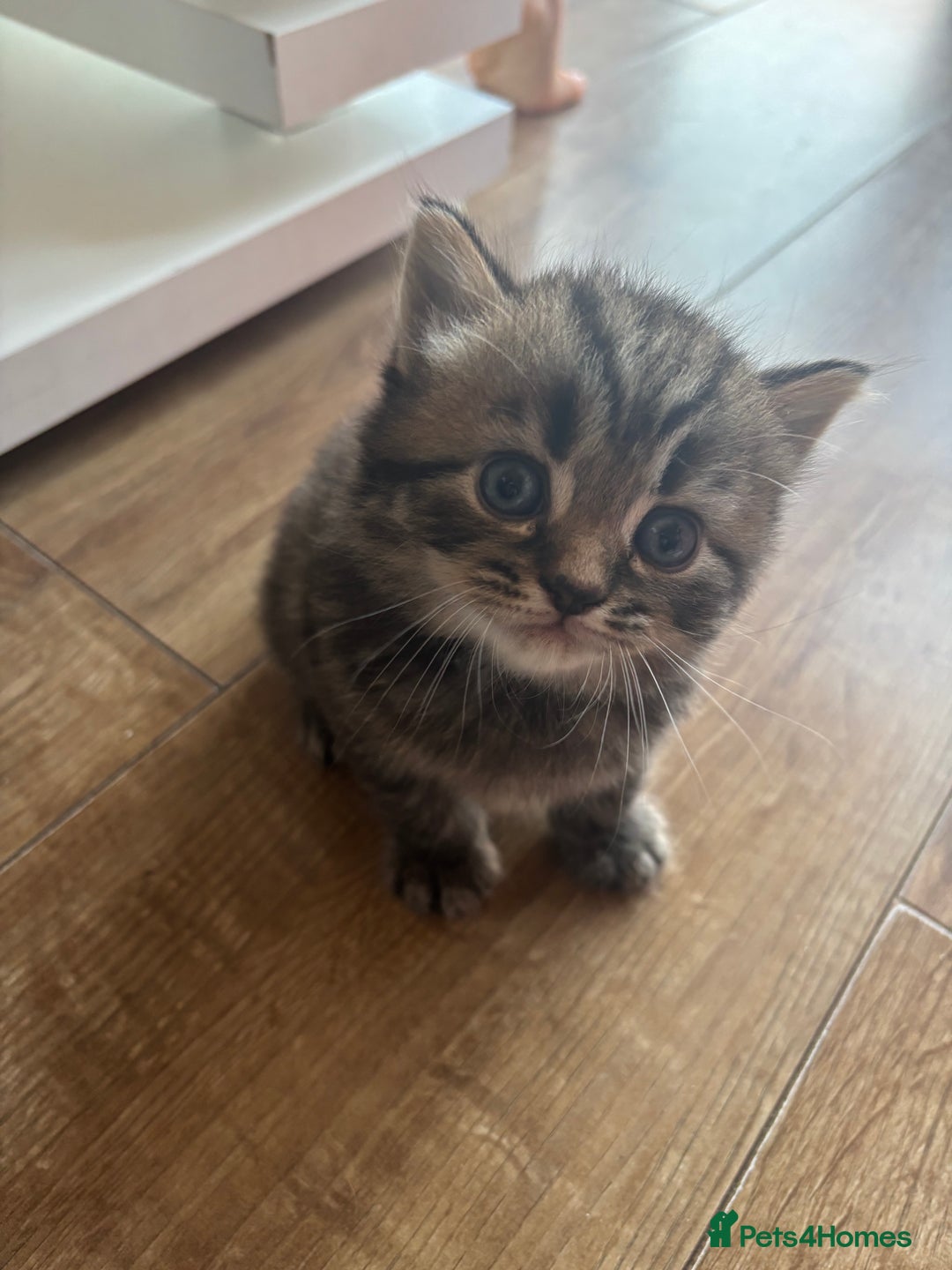 British Longhair cats for sale: British Longhaired mix - Image 5