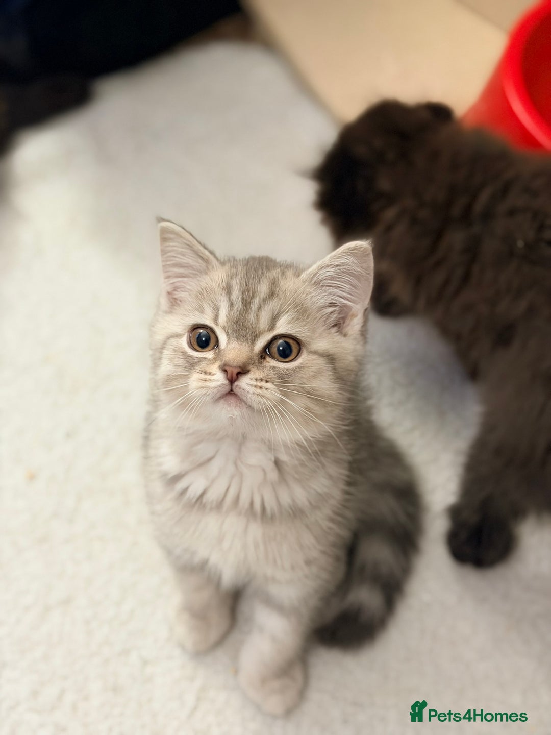 Scottish Fold cats for sale: Scottish fold kittens for sale! - Advert 17