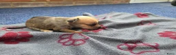Jack Russell dogs for sale: Beautiful Puppies Jack Russell  - Advert 13