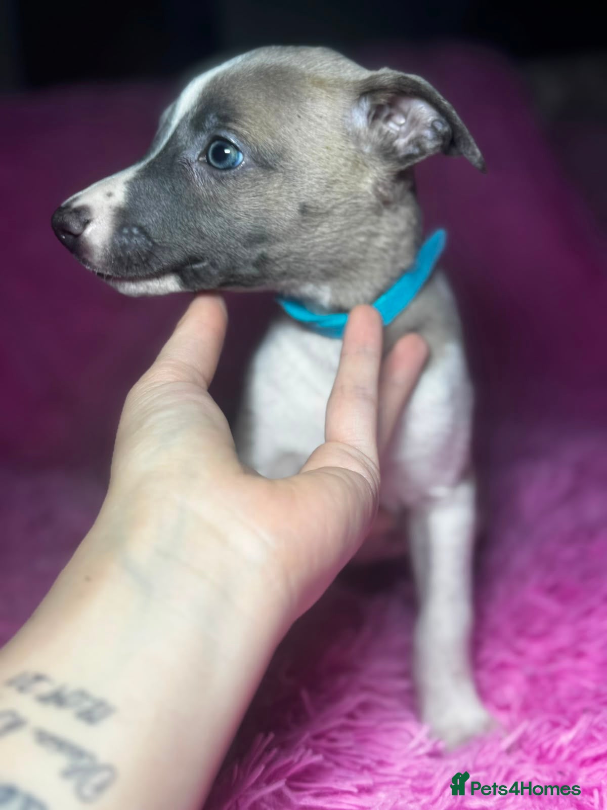Whippet dogs Quality pedigree whippet puppies  - Advert 7
