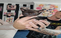 Sphynx cats for sale: For sale I have seven adorable kittens sphynx  - Image 12