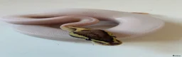 Python Snake reptiles for sale: Male fire Gene X pied royal python cb25  in Taunton - Advert 5