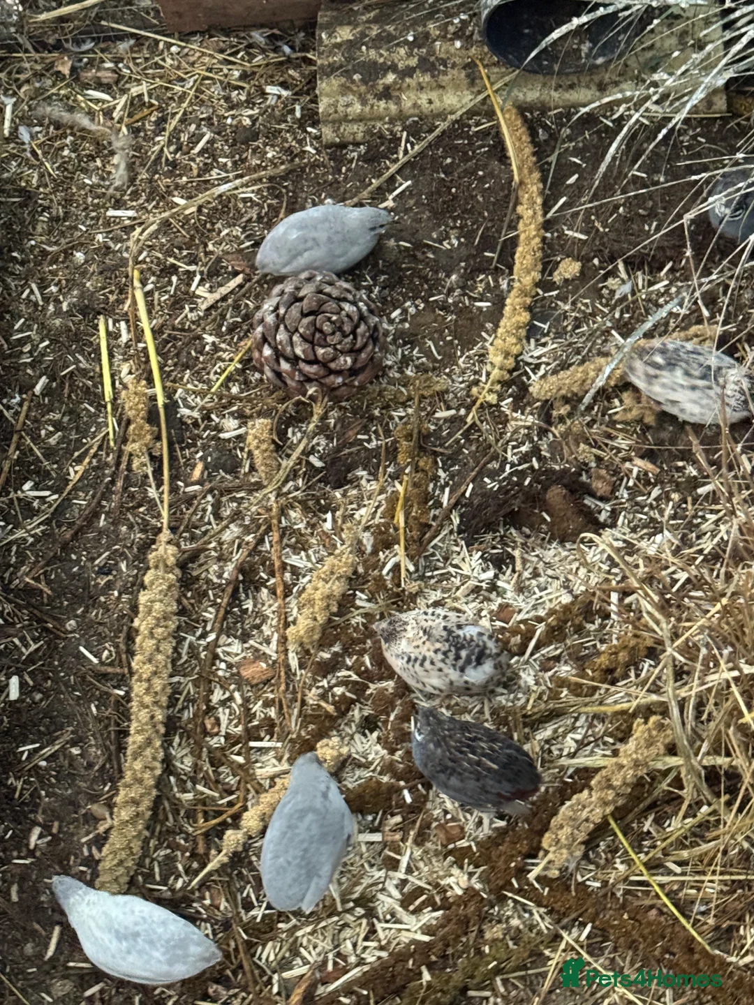 Finches birds for sale: Finches and quail  - Advert 3