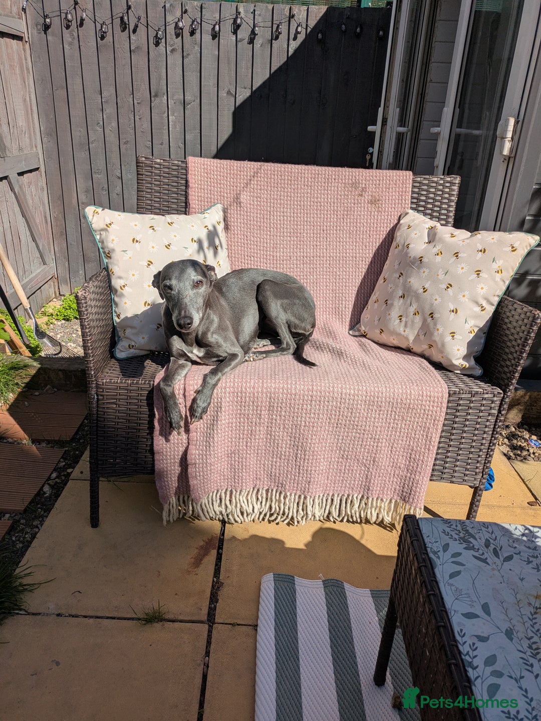 Whippet dogs for sale: Whippet  - Advert 5