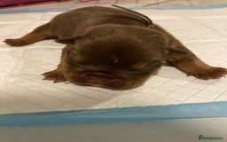 English Bulldog dogs for sale: Litter of 8  - Image 15