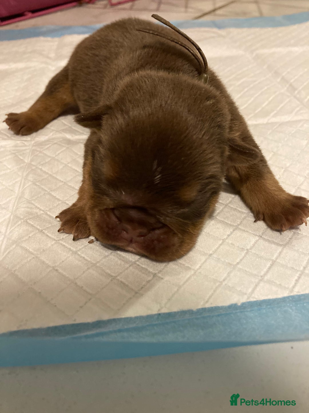 English Bulldog dogs for sale: Litter of 8  - Image 15