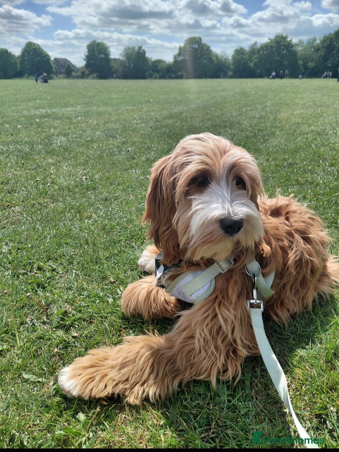 Mixed Breed dogs Australian Labradoodle-Medium-sized  - Advert 6