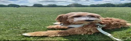 Australian Labradoodle dogs for sale: Australian Labradoodle-Medium-sized  - Advert 9