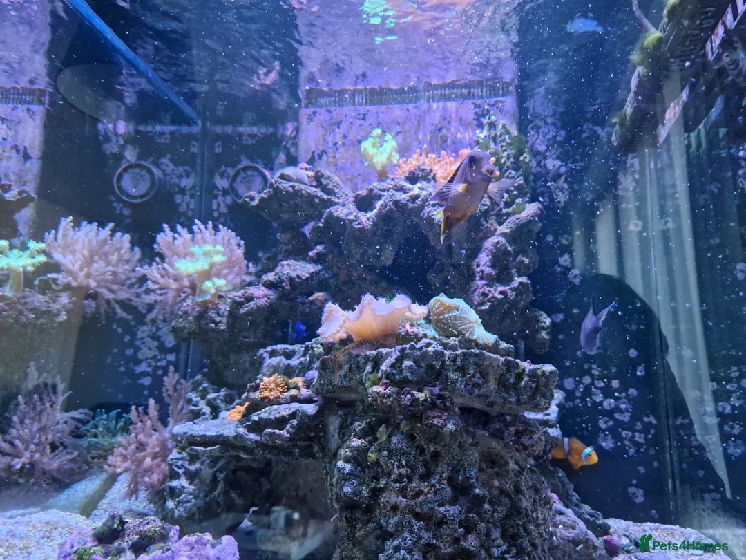Other/Mixed Breed fish for sale: Salt water aquarium + quarantine tank - Image 6