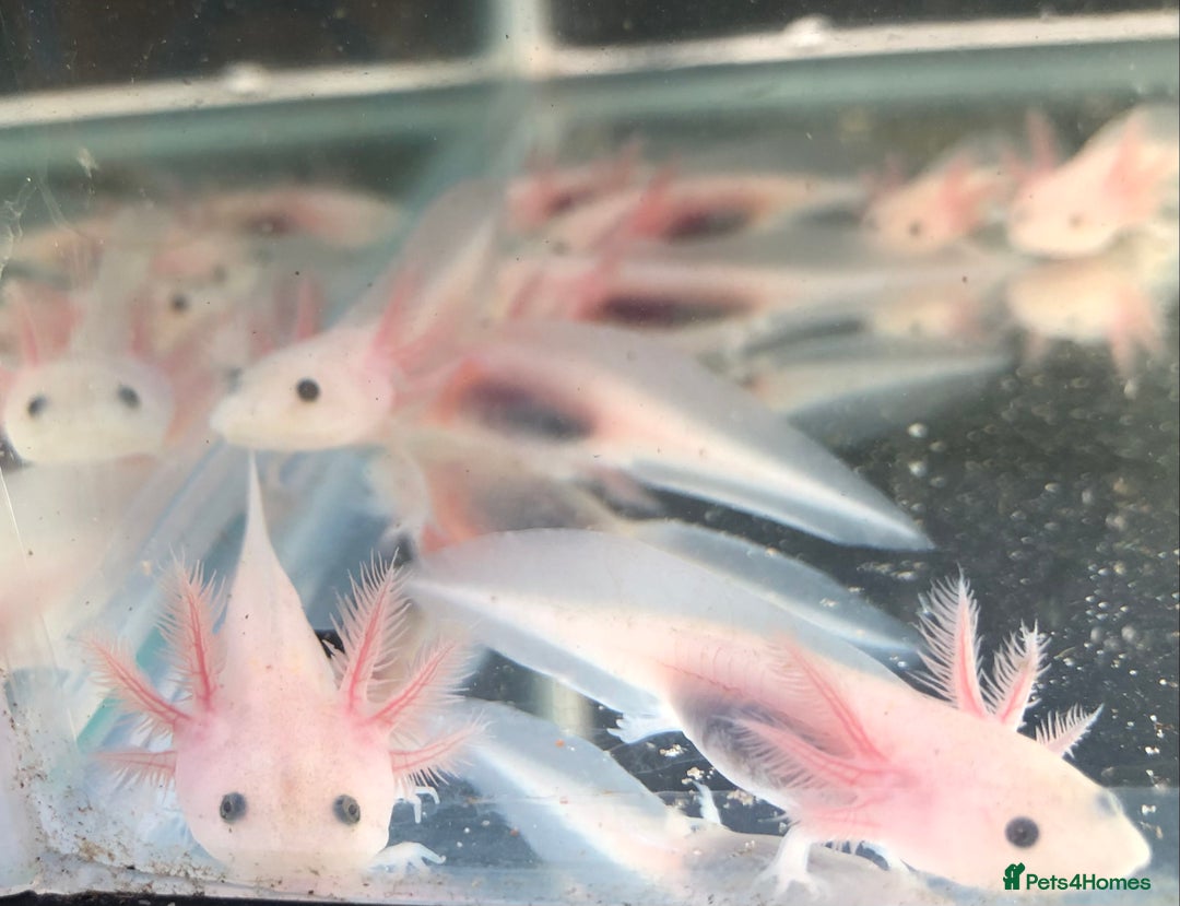 Axolotl reptiles for sale: Lots of baby Axolotls in Launceston - Image 10