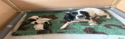English Springer Spaniel dogs for sale: English springer spaniels puppies  in Abertillery - Advert 1