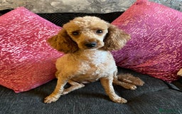 Miniature Poodle dogs for sale: Stunning minature poodle puppies  - Image 16