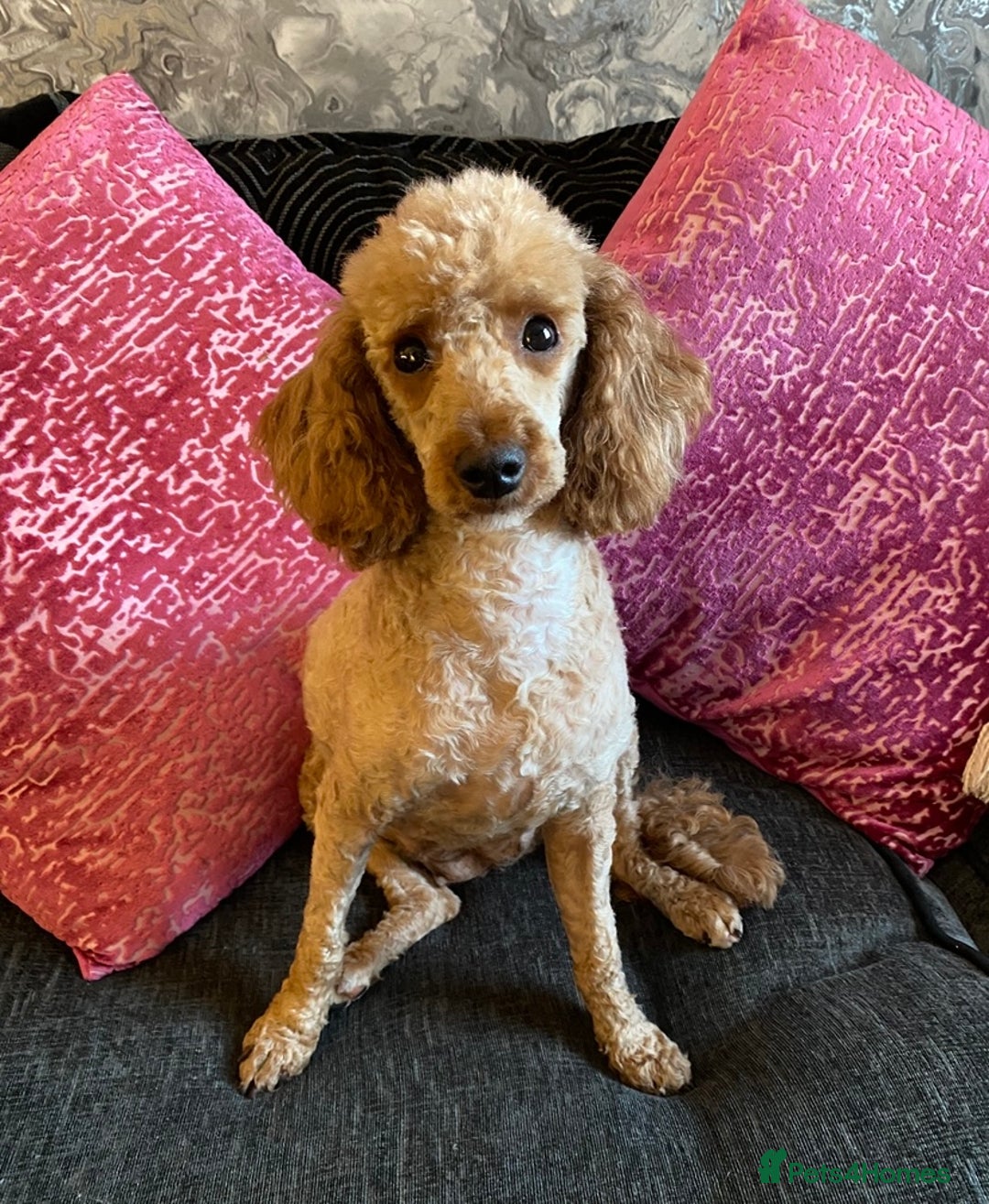 Miniature Poodle dogs for sale: Stunning minature poodle puppies  - Image 16