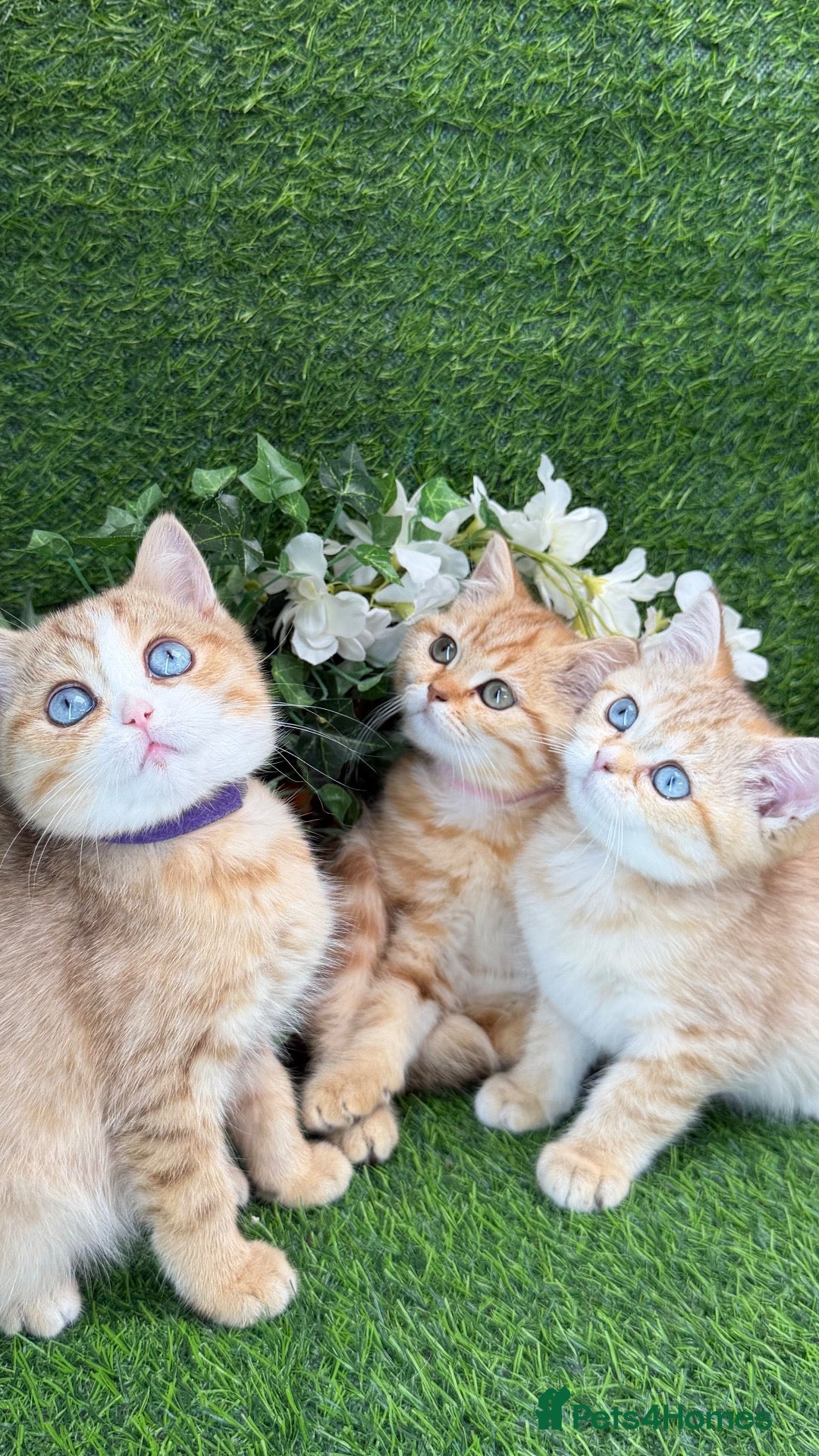 British Shorthair cats British Shorthair blue eyed adorable kittens GCCF  - Advert 10