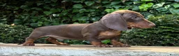 Miniature Dachshund dogs for sale: 3 LEFT! READY NOW STUNNING MINI DACHSHUNDS - Advert 3