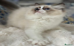 Ragdoll cats for sale: Beautiful Bicolour Ragdoll Kittens Home Raised, in Castleford - Image 15