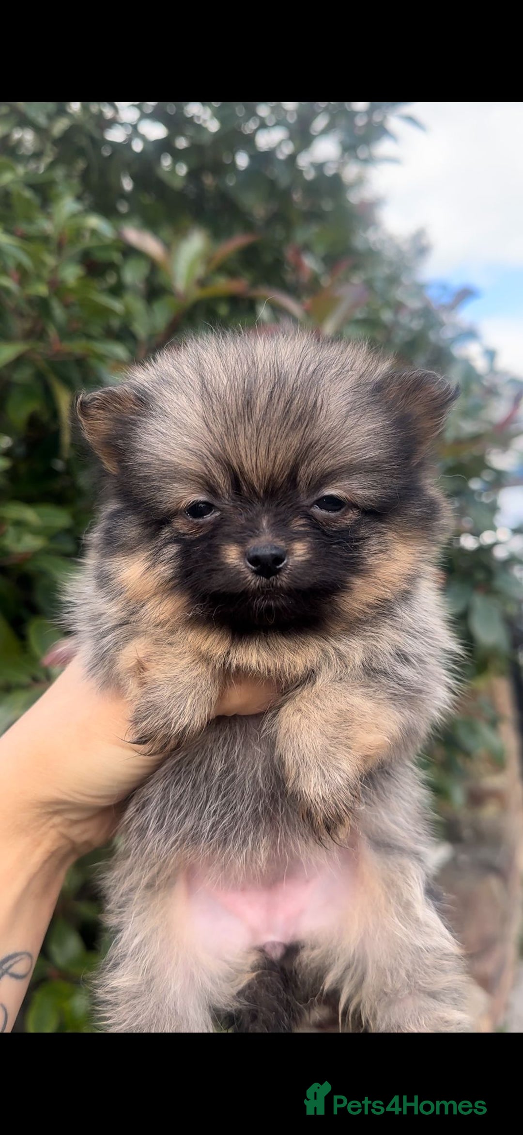 Pomeranian dogs for sale: 🧸Teddybear Pomeranian🧸 - Image 1