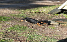 Dachshund dogs for sale: Black and Tan dog  - Image 2