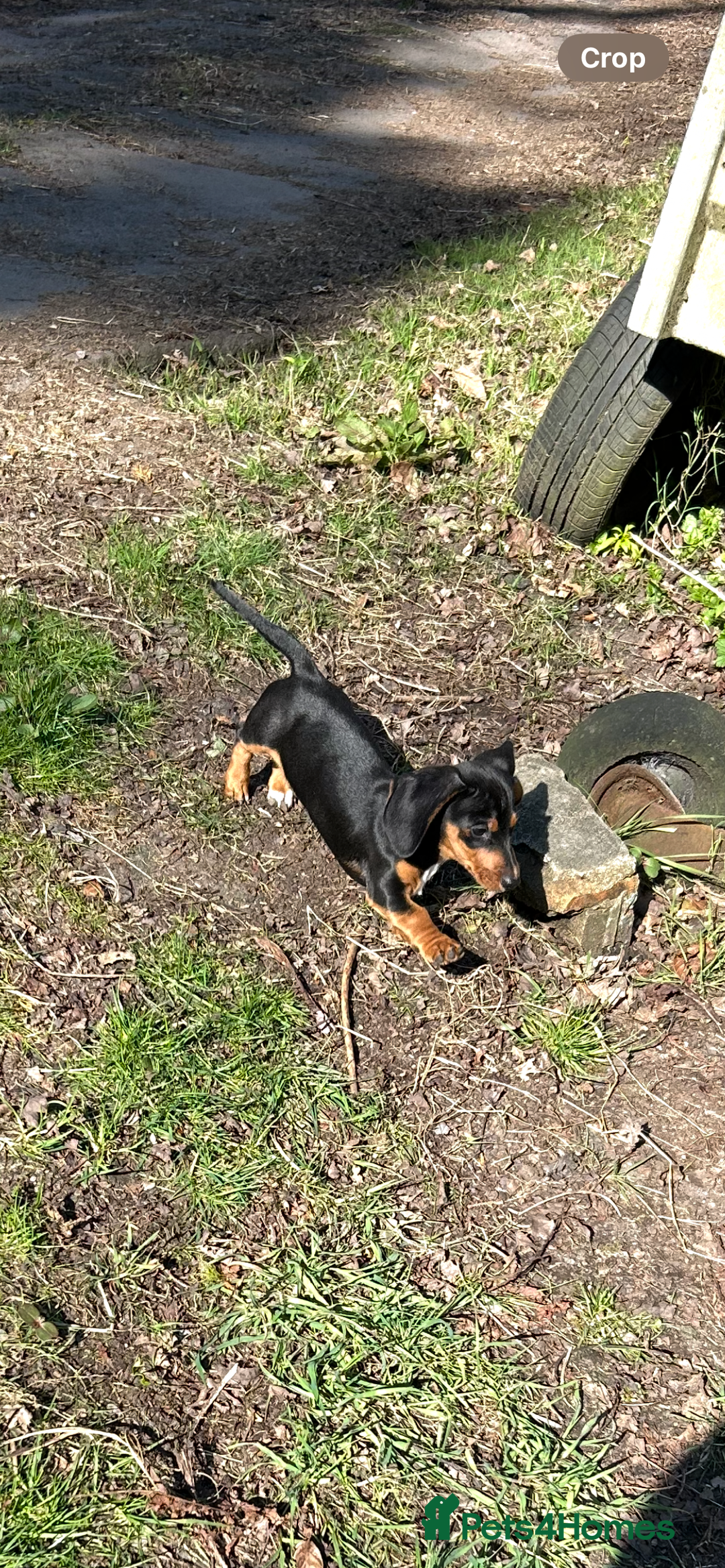 Dachshund dogs for sale: Black and Tan dog  - Image 2