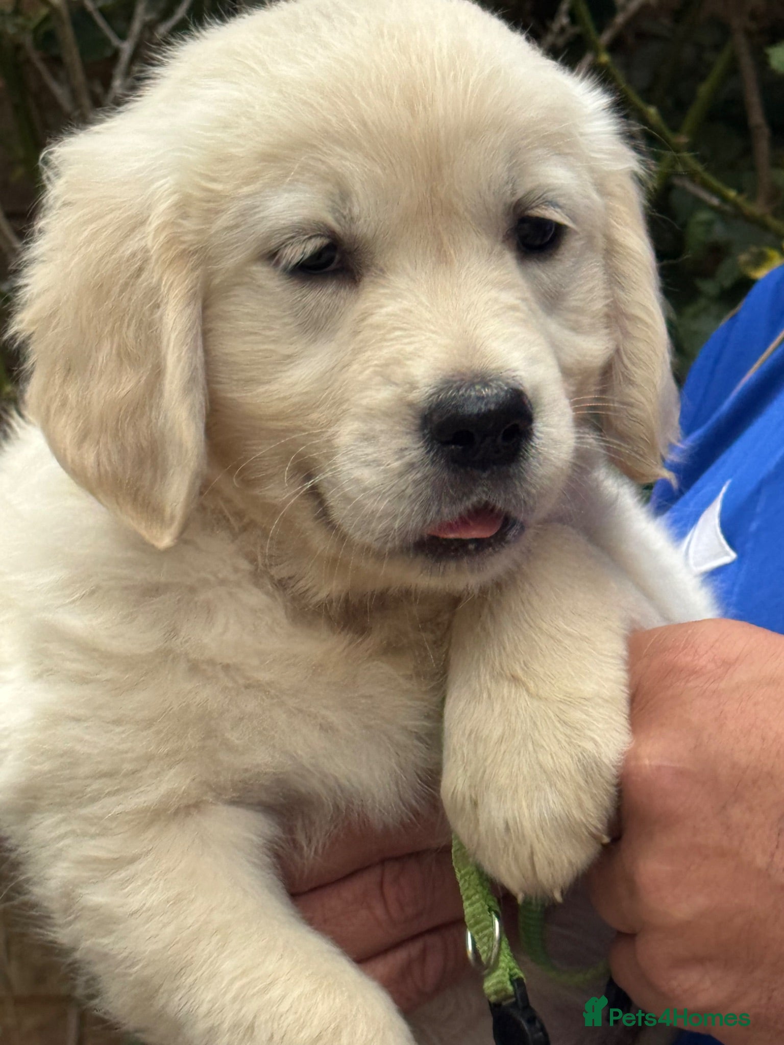 Golden Retriever dogs ⭐️ KC health tested golden retrievers ⭐️ - Advert 1