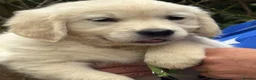 Golden Retriever dogs for sale: ⭐️ KC health tested golden retrievers ⭐️ - Advert 3