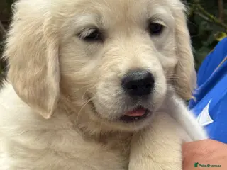 Golden Retriever dogs ⭐️ KC health tested golden retrievers ⭐️ - Advert 1