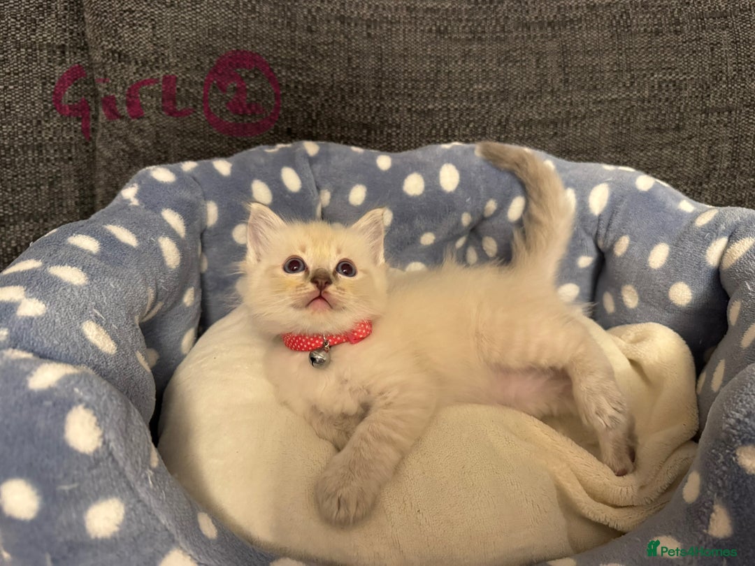 Ragdoll cats for sale: Beautiful Rag doll kittens for sale  - Image 11