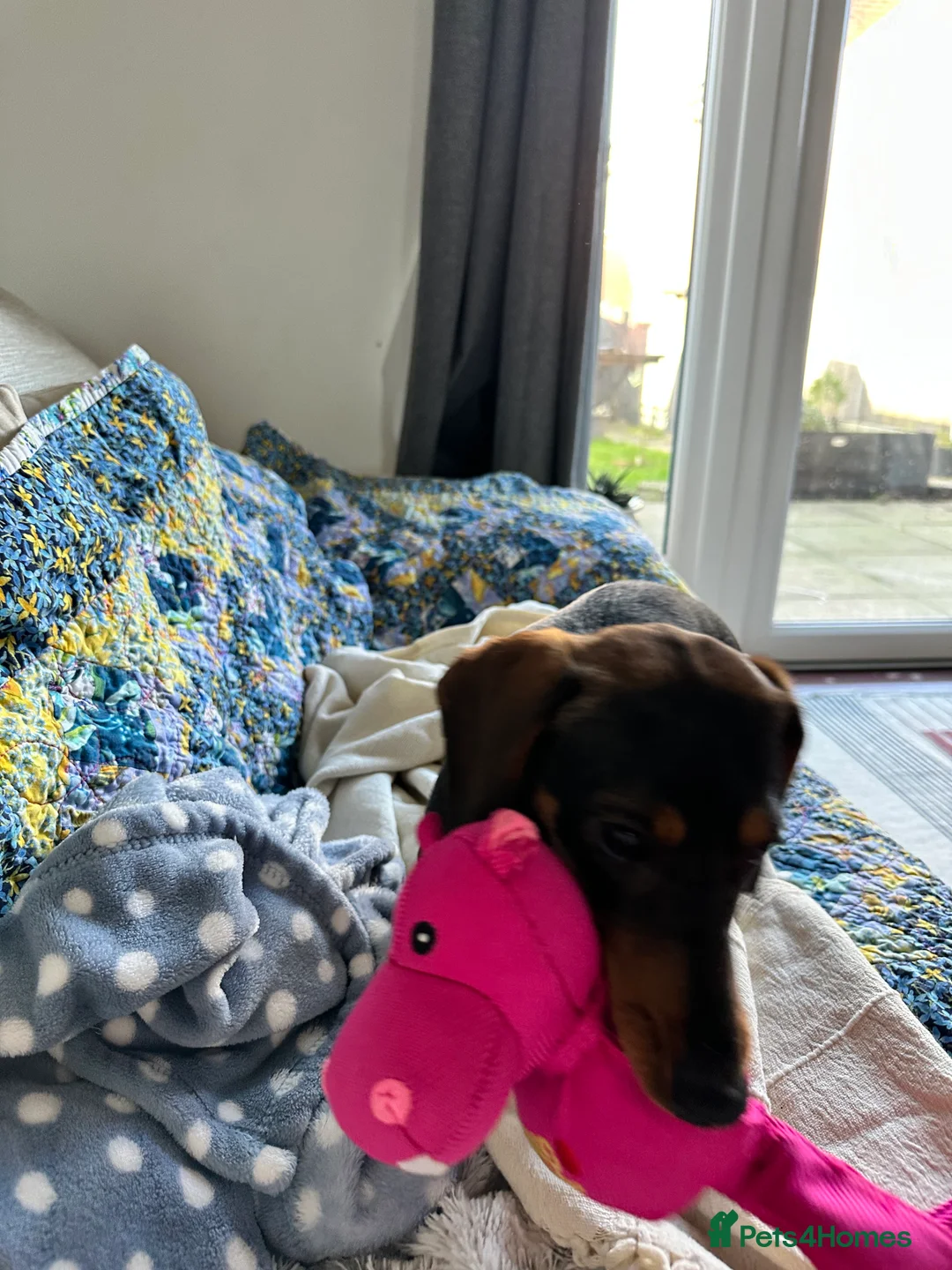 Miniature Dachshund dogs for sale: Miniature Dachshund Female. 6 Month’s Old.  - Advert 12