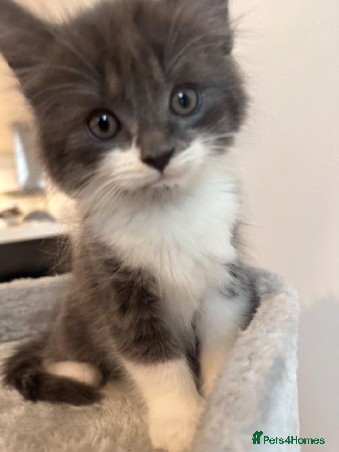 Maine Coon cats for sale: Maine coon mix fluffy grey and creme kittens - Image 3