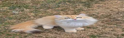British Longhair cats for sale: British Longhair WCF Champion Kittens ⭐  - Advert 4