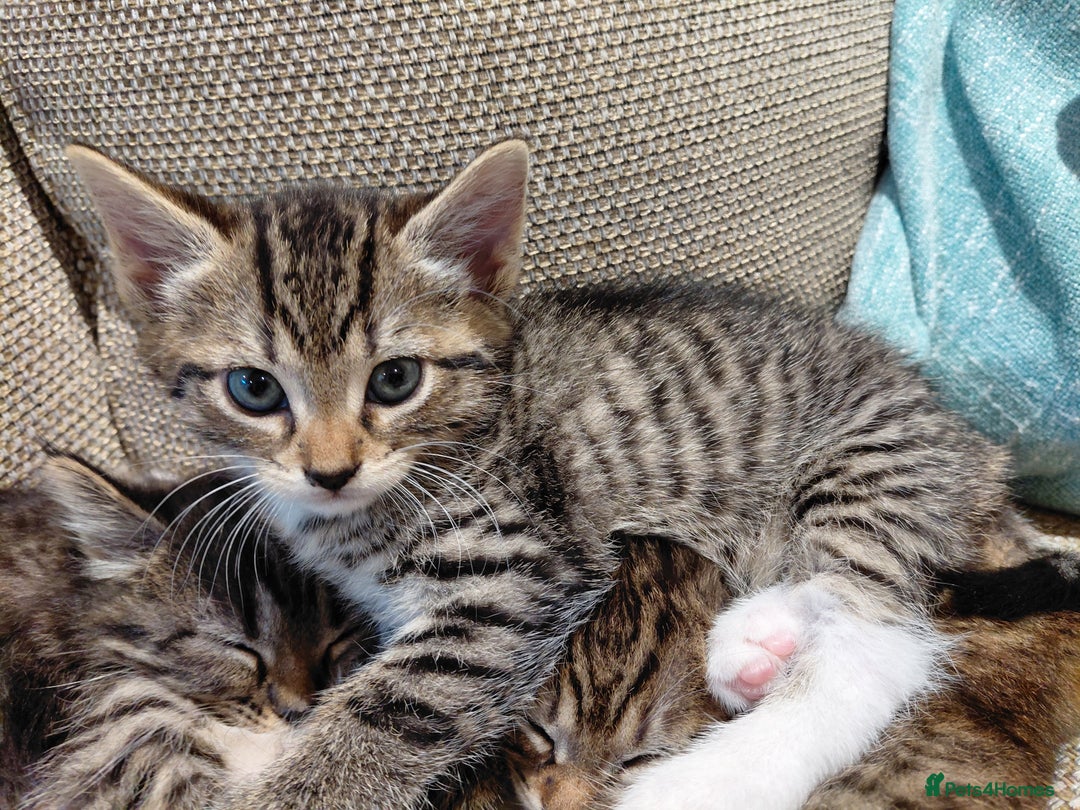 Maine Coon cats for sale: Half Maine Coon - Advert 9