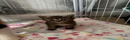 Mixed Breed cats for sale: Beautiful girl left  - Advert 4