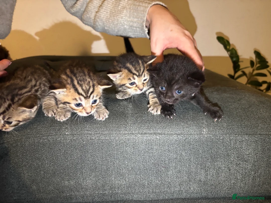 Mixed Breed cats for sale: Tabby kittens for sale!! - Advert 19