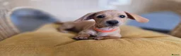 Miniature Dachshund dogs for sale: KC Registered Mini Dachshund Puppies. Rare colors - Advert 2