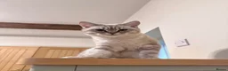 British Shorthair cats for stud: Meet Amani British Shorthair For Stud  - Advert 2