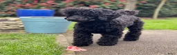 Toy Poodle dogs for sale: KC REGISTERED BLACK TOY POODLE FEMALE - Advert 18